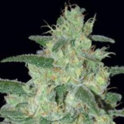 Ein allgemeines Bild