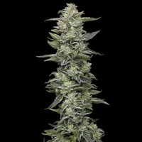 (imagen para) Honey Bear