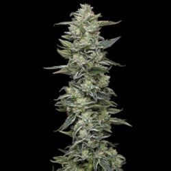 Une image générale