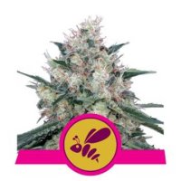 Honey Cream Fast Version feminized