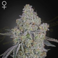 (imagen para) Honey Dipper female
