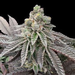 Ein allgemeines Bild