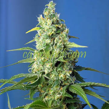 Honey Peach Auto CBD fem - zum Schließen ins Bild klicken