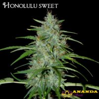 Honolulu Sweet