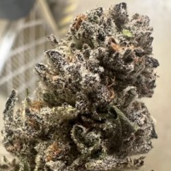 Ein allgemeines Bild