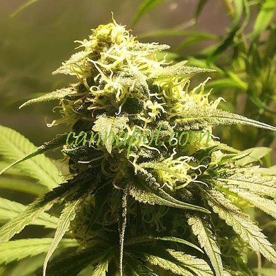 HPH Skunk x A5 Haze 6 fem - zum Schließen ins Bild klicken