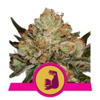 HulkBerry feminized