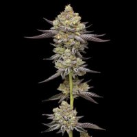 (Bild für) Hyper Za