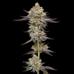 Ein allgemeines Bild