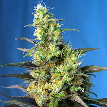 Ice Cool CBD aka NYC Diesel CBD fem - zum Schließen ins Bild klicken