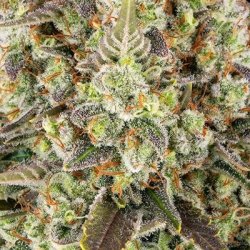 Ein allgemeines Bild