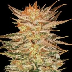 Ein allgemeines Bild