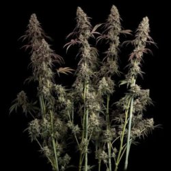 Ein allgemeines Bild