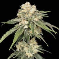 (image for) Ice Dream Cake female