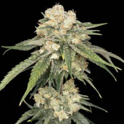 Ein allgemeines Bild