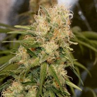 (image for) I.C.E. aka Ice