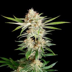 Ein allgemeines Bild