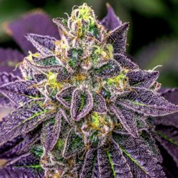 Ein allgemeines Bild