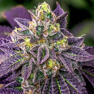 (Bild für) Incredible Blue 5 fem