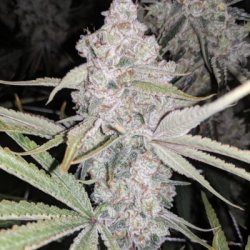 Ein allgemeines Bild