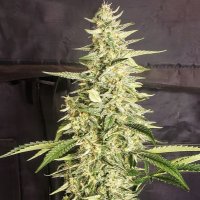 (image pour) Inzane Auto