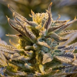 Ein allgemeines Bild