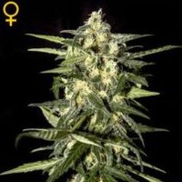 (image pour) Jack Herer Auto female