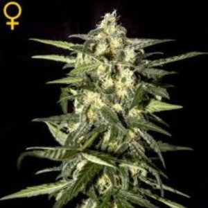 (Bild für) Jack Herer Auto female