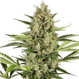 Jack Herer Automatic