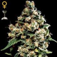 (image pour) Jack Herer female