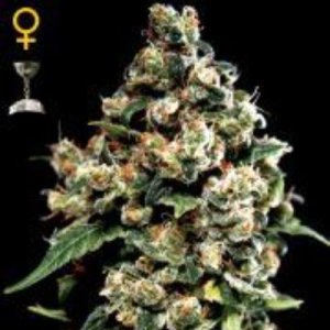 (Bild für) Jack Herer female