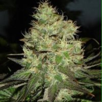 Jack Herer fem Jack Herer fem