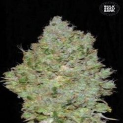 Ein allgemeines Bild