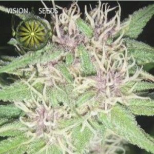 (image pour) Jack Herer fem