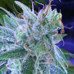 Ein allgemeines Bild