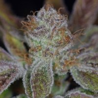 (image for) Jacks Cleaner 2