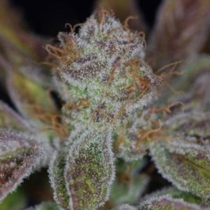 (image for) Jacks Cleaner 2