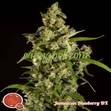 Jamaican Blueberry BX - zum Schließen ins Bild klicken