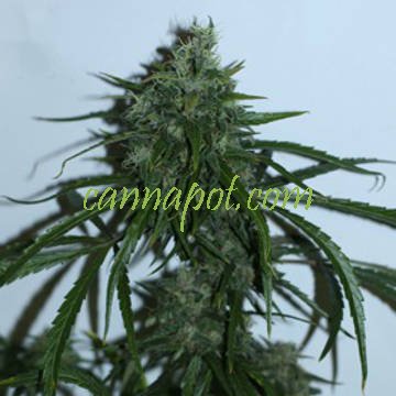 Jamaica Haze Thai x Double Jamaican F1 - zum Schließen ins Bild klicken