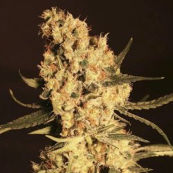 Ein allgemeines Bild