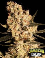 Jamaican Dream fem