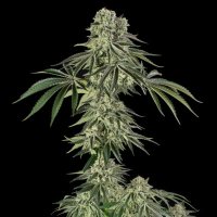 (Bild für) Jamaican Mountain by Julian Marley