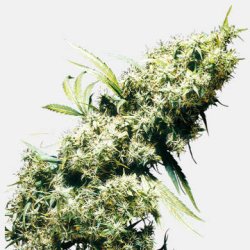 Ein allgemeines Bild