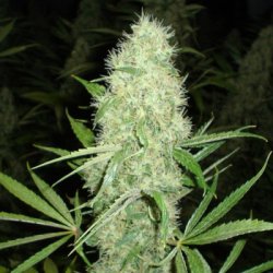 Ein allgemeines Bild