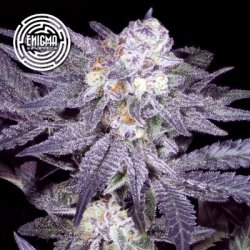 Ein allgemeines Bild