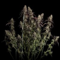 (image for) Jealousy Fast female