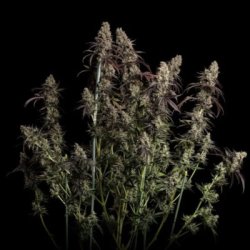 Ein allgemeines Bild