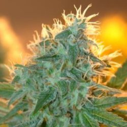 Ein allgemeines Bild