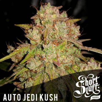 Auto Jedi Kush - zum Schließen ins Bild klicken