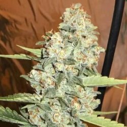 Ein allgemeines Bild